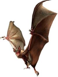 giantbat.jpg