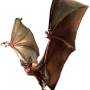 giantbat.jpg